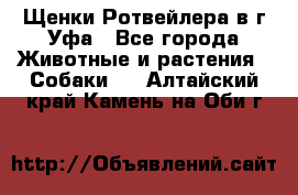 Щенки Ротвейлера в г.Уфа - Все города Животные и растения » Собаки   . Алтайский край,Камень-на-Оби г.